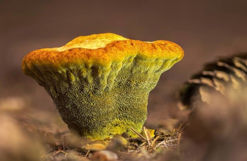 Tree sponge relatives, brown porling, spruce brown porling, fomitopsidaceae, yellow brown porling,
