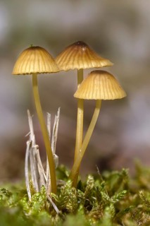 Green-edged helmet, mycena viridimarginata, olive-brown helmet, fungi, fungus, high size, vertical