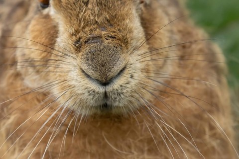 European brown hare (Lepus europaeus) adult animal close up of its nose and whiskers, England,