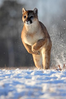 Cougar (Felis concolor), Minnesota, USA. A Cougar leaping across snow-covered grass, the