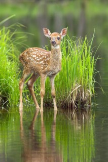 White-tailed deer (Odocoileus virginianus), Minnesota, USA. A young deer stands at the water's edge