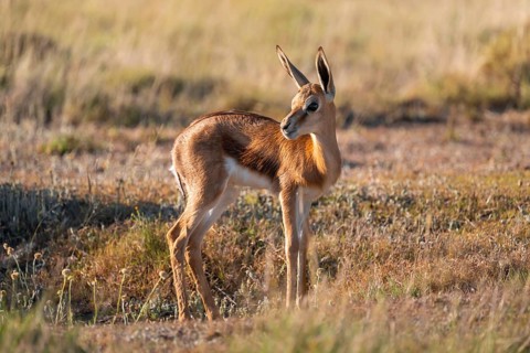 Cute young springbok (Antidorcas marsupialis) in meadow, Mountain Zebra National Park, South Africa