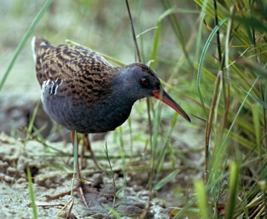 Rallus aquaticus, water rail, birds, gruiformes, cranes, rails, harrows, rallidae, birds,