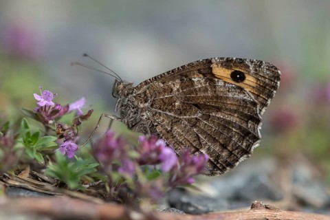 Hipparchia semele, ochre velvet butterfly, rock grayling, rust bandage, butterfly, grayling,