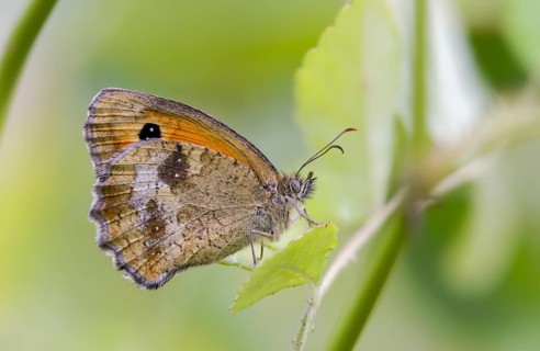 Brandenburg, brown-treated oxeye, Germany, gatekeeper, yellow oxeye, maniola tithonus, Nabu, Nabu