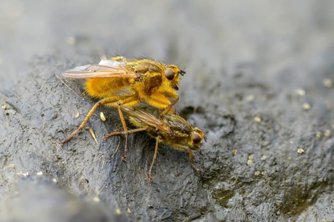 Brachycera, flies, yellow dung fly, scathophaga stercoraria, diptera, dung, egg deposition, golden