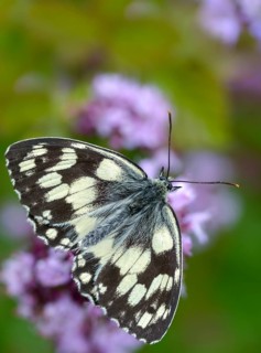 Board game, women's board, marbled white, melanargia galathea, checkerboard, butterfly, high size,