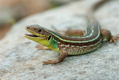 Balkan emerald lizard, Lacerta trilineata, giant spawn lizard, western giant marade lizard,