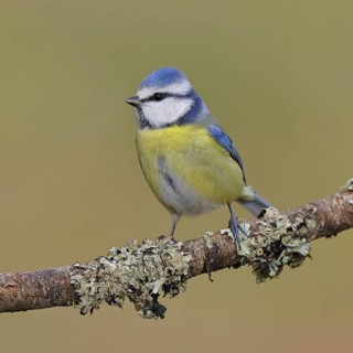 Blue Tit (Parus caeruleus), perched on a branch covered in lichen, Wilnsdorf, North