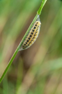Blood droplets spec., ram spec., zygaenidae, burnet, butterfly, high size, portrait, inchworm,