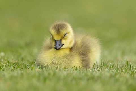 Canada goose (Branta canadensis) juvenile baby gosling bird sleeping on grass, England, United