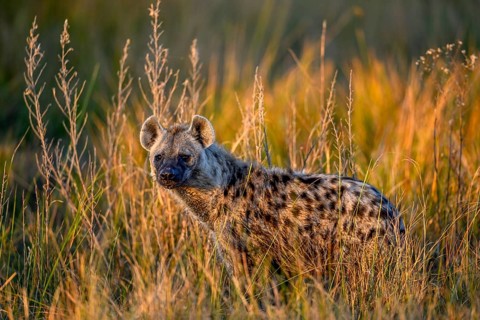 Spotted hyena (Crocuta crocuta) in the tall grass near Atzaró Camp, Okavango Delta, North-West