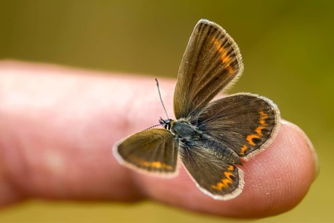 Argus blue, honeyclover blue, plebeius argus, silver-studded blue, blue, butterfly, finger, hand,