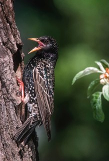 Star, starling, sturnus vulgaris, birds, breed, brood cave, female, high size, portrait format,
