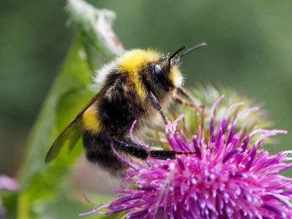 Close-up of a pale earth bumblebee (Bombus lucorum) perched on a pink flower, Goms, Canton of