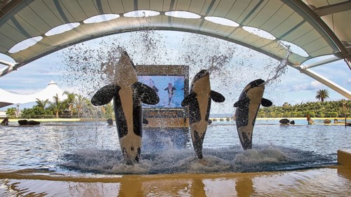 Three orcas jump synchronised out of the water during a show under a covered area, orcas (Orcinus