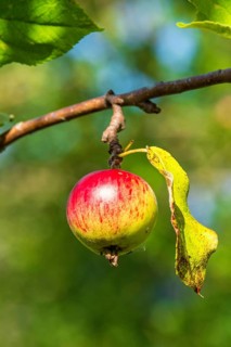 Close-up of a ripening apple hanging from a tree branch a sunny summer day