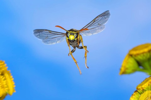 House wasp (Polistes dominula), flying over tansy (Tanacetum vulgare) flowers, wildlife, high-speed