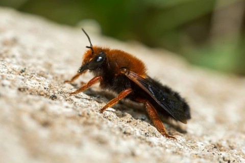 Apidae, bees, chalicodoma sicula, granelli, hymenoptera, Italy, megachile sicula, mortar bee,