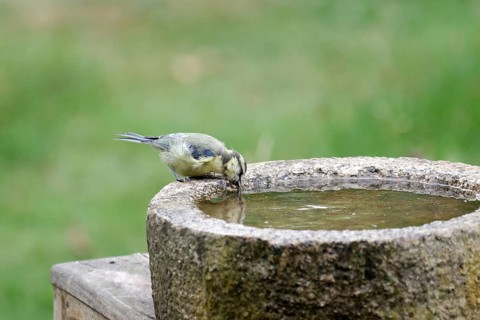 Blue Tit (Cyanistes caeruleus), young bird, bird bath, thirst, reflection, the songbird drinks
