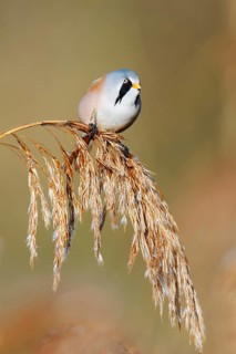 Bearded Tit (Panurus biarmicus), male sitting on a fruit stand of reed (Phragmites australis),