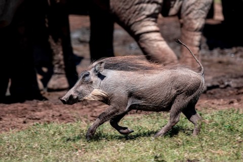 Warthogs (Phacochoerus africanus) running with their tails up, Addo Elephant National Park, Eastern