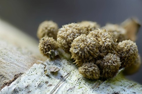 Cyathus hirsutus, cyathus striatus, striped expensive, sweetie, fluted bird's nest, fungi, fungus,