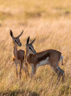 Cute young animals, springbok (Antidorcas marsupialis) in meadow, Mountain Zebra National Park,
