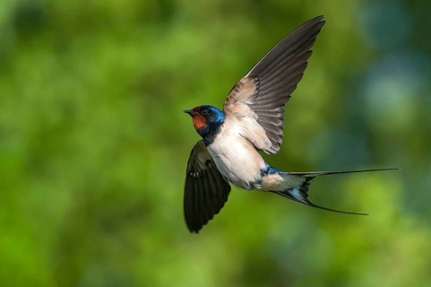 Hirundo rustica, house martin, swallow, birds, flying, flight, passeri, swallows, songbirds, birds