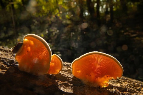 Claudopus nidulans, crepidotus jonquilla, orange sapling, panus nidulans, phyllotopsis nidulans,