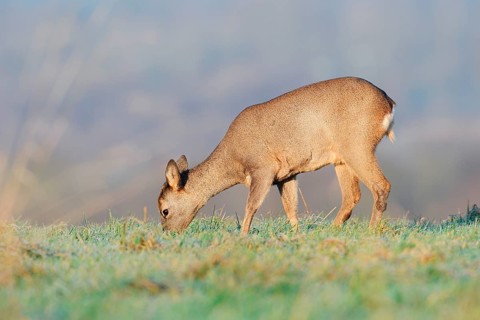 European roe deer (Capreolus capreolus), fawn standing in a meadow and eating, Lower Saxony,
