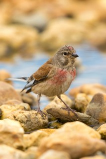Acanthis cannabina, bloodtail, linaria cannabina, linnet, bath, bird bath, birds, hanfling, male,