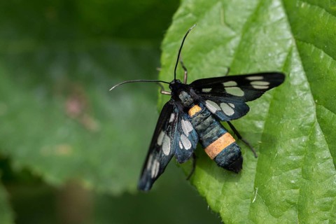Amata phegea, arctiinae, bear spinner, nine-spotted moth, syntomis phegea, white spotted ram,