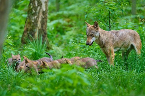 A female wolf watches her puppies playing in the countryside, summer, wolf (Canis lupus), Germany