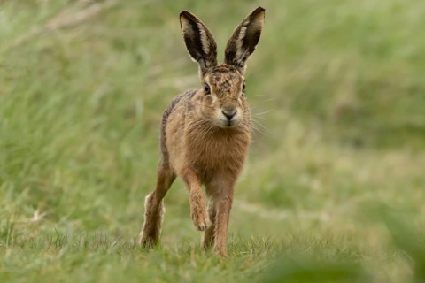 European brown hare (Lepus europaeus) adult animal running in grassland, England, United Kingdom