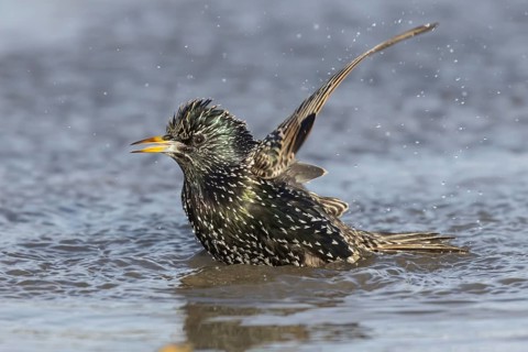 European or Common starling (Sturnus vulgaris) adult bird bathing in water of a shallow puddle,