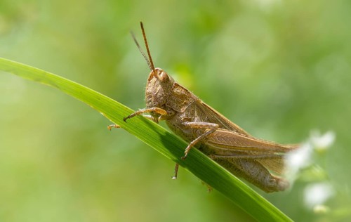 Acrididae, Caelifera, Chorthippus dorsatus, field locusts, gomphocerinae, short-feeler, steppe