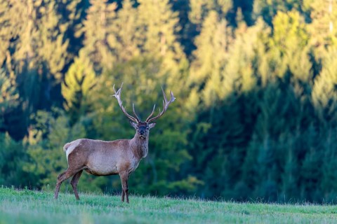 An Altai maral stag (Cervus canadensis sibiricus) stands in the early morning light on a green