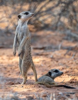 Standing meerkat (Suricatta suricata), on guard, Kgalagadi Transfrontier Park, Northern Cape, South