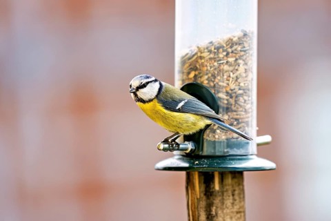 A tit is perched on a feeder containing sunflower seeds. The photograph shows details of the bird's