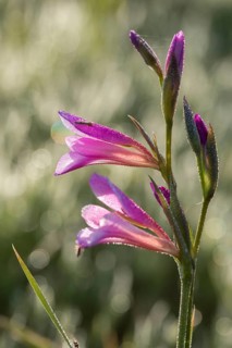 Field gladiolus, field victorious root, gladiolus italicus, granelli, iridaceae, Italian gladiolus,