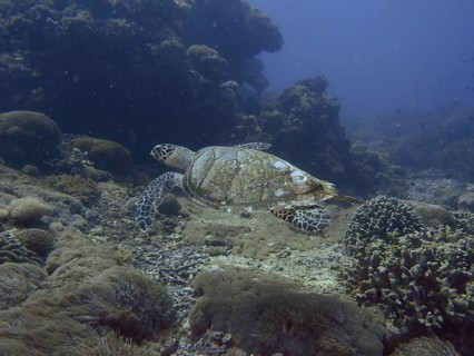 A Pacific hawksbill sea turtle (Eretmochelys imbricata bissa) swims over coral in the open blue
