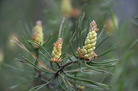 Baltic pine, forche, common pine, pine family, pinaceae, pinus sylvestris, red pine, scotch pine,
