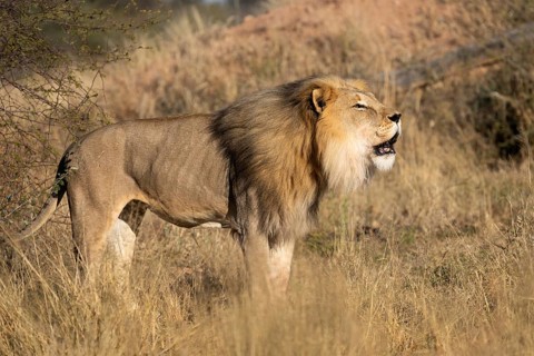 Male lion (Panthera leo) roaring, Namibia