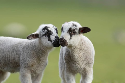 Domestic sheep (Ovis aries) two juvenile baby lambs farm animals in a grass field in spring,