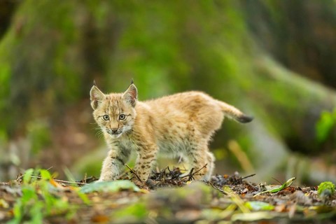 Eurasian lynx (Lynx lynx) youngsters (cub) standing in a forest, Bavaria, Germany
