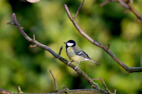 Great tit (Parus major), twig, winter, sunlight