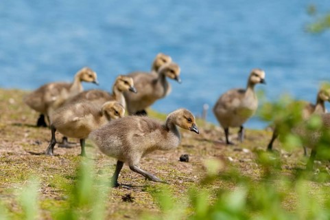 Branta canadensis, Canada goose, Canada goose, Sweden, Anatidae, birds, duckbirds, goose, geese,