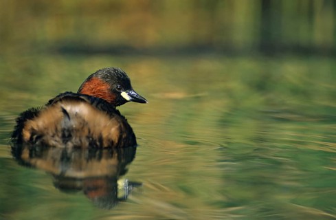 Littele Grebe, Tachybaptus Ruficollis, Little Grebe, Birds, Dabchick, Grebe, Grebe, Leo,