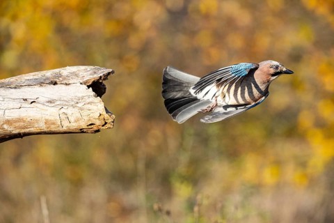 Eurasian jay (Garrulus glandarius) Germany